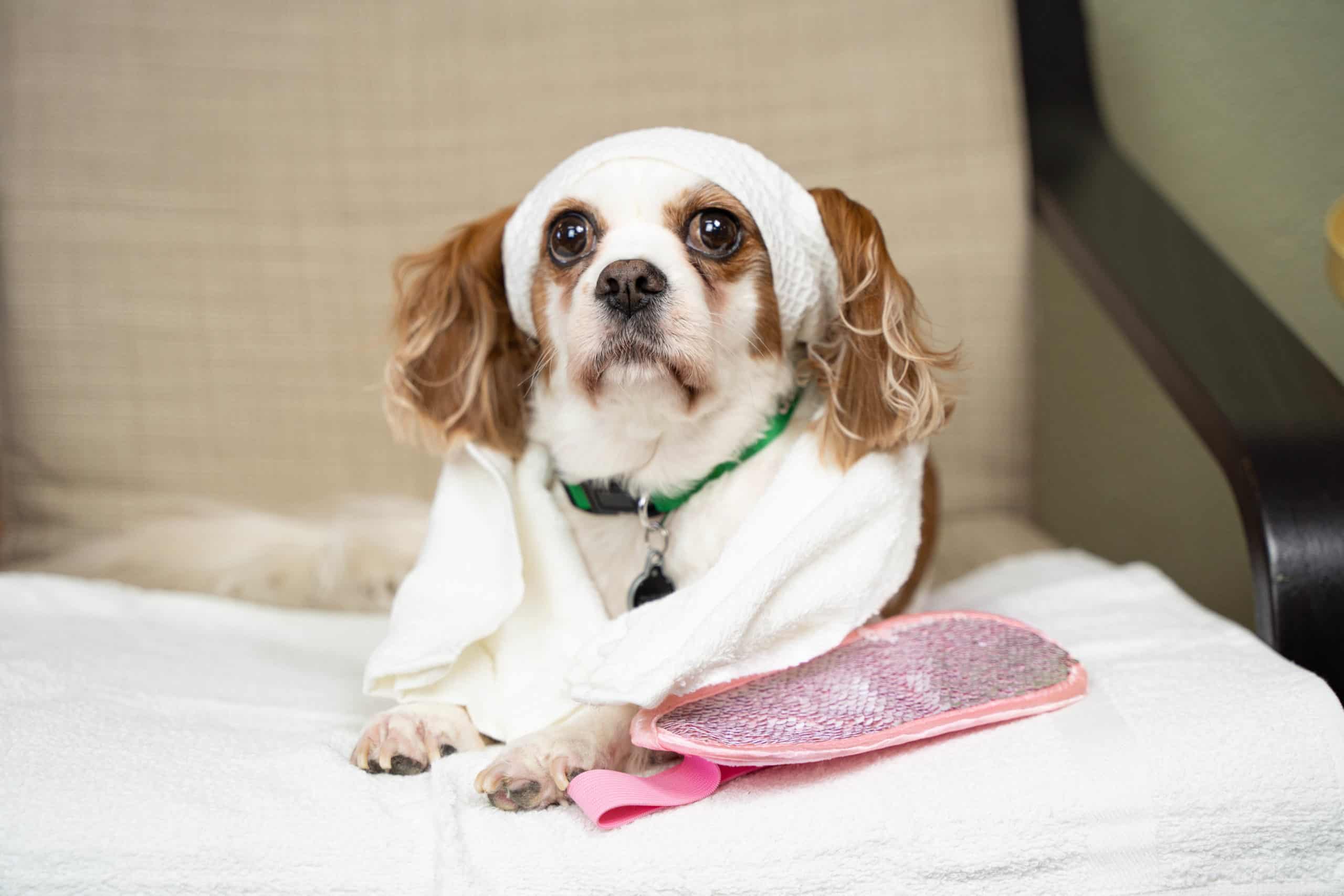 Pumpkin-Curry-Agency